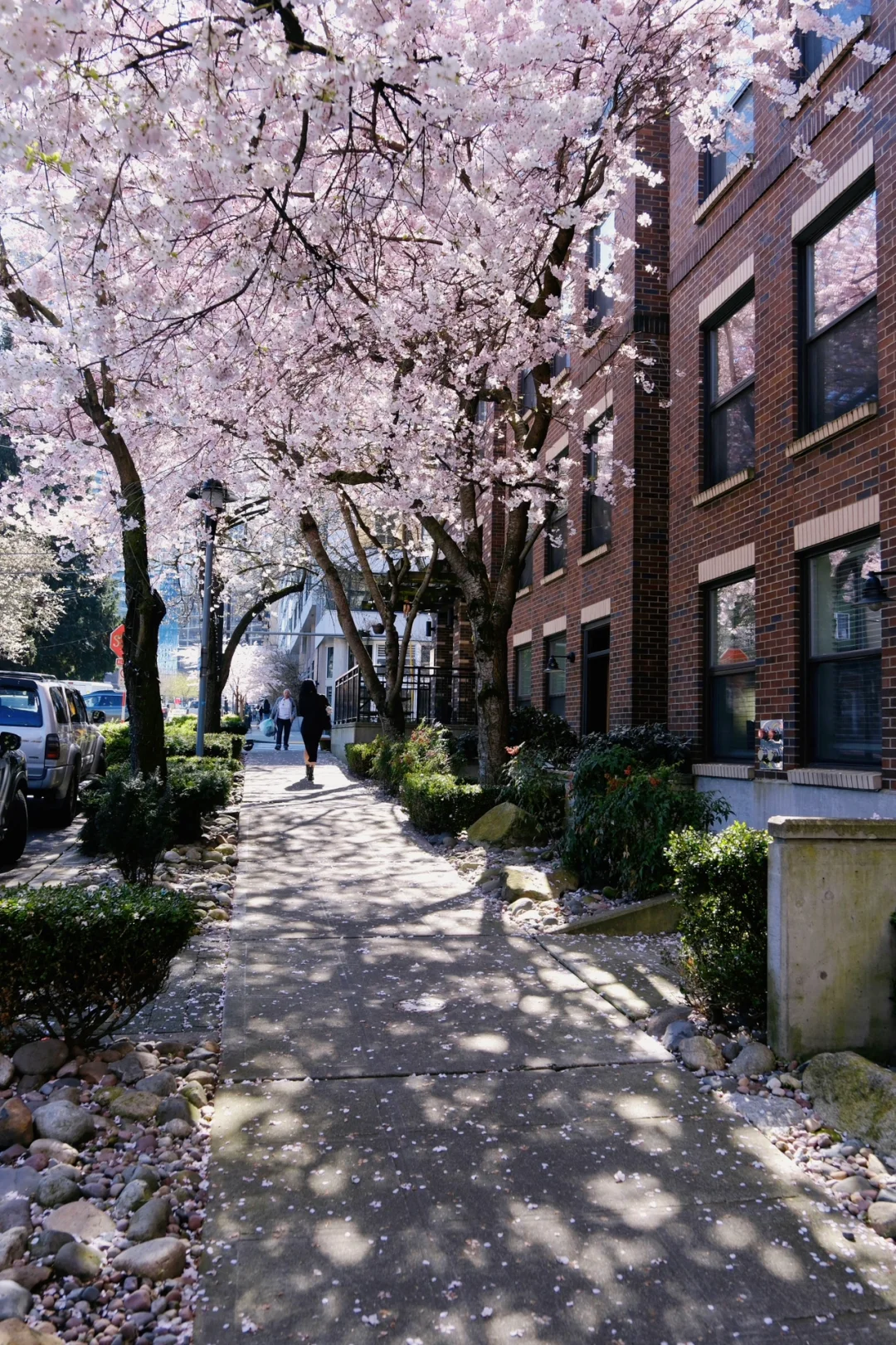 Seattle Cherry Blossoms | Live Update from the SLU Cherry Blossom Trail