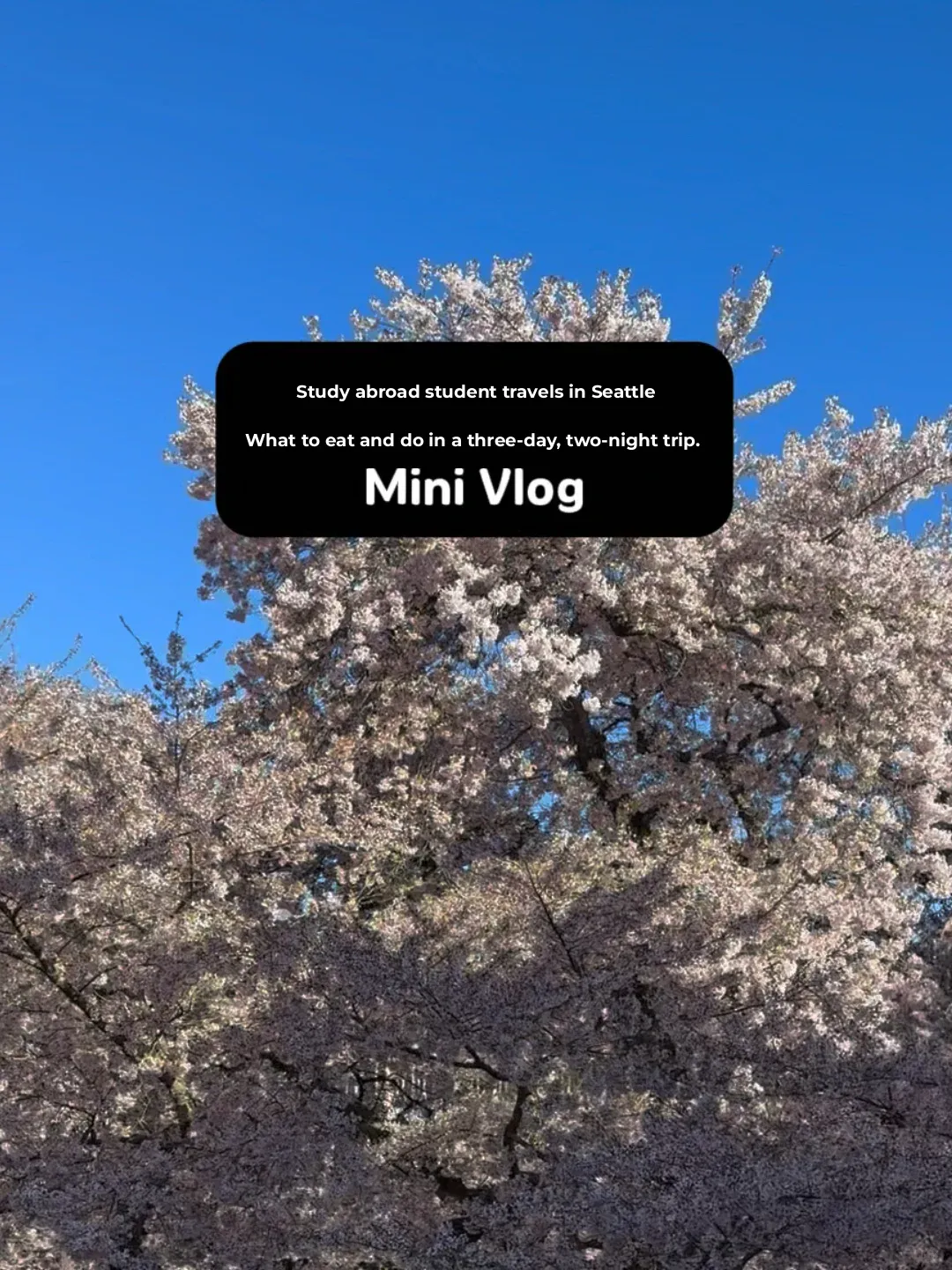 Seattle | Coffee | Bars | Russian Bread | Cannoli