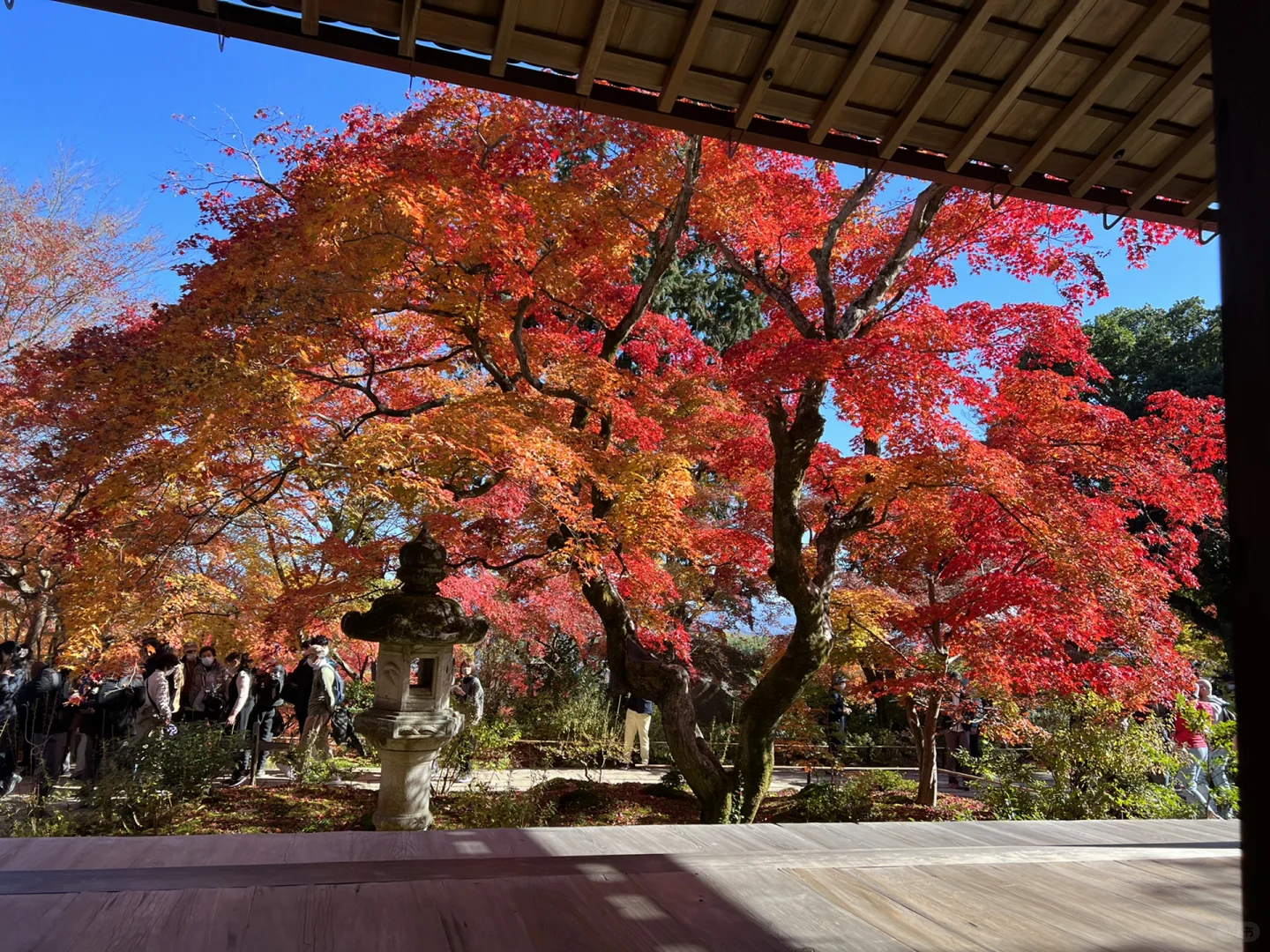 2-Day Kyoto Autumn Foliage Adventure