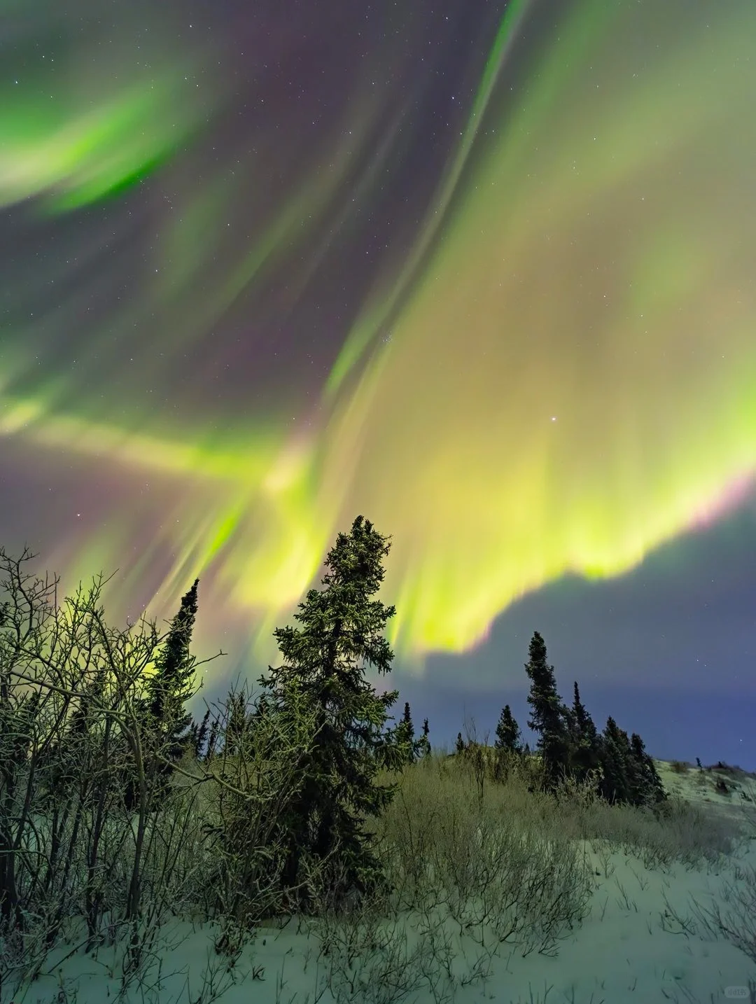 7-Day Alaska Aurora Adventure | Early Bird Special Booking Now