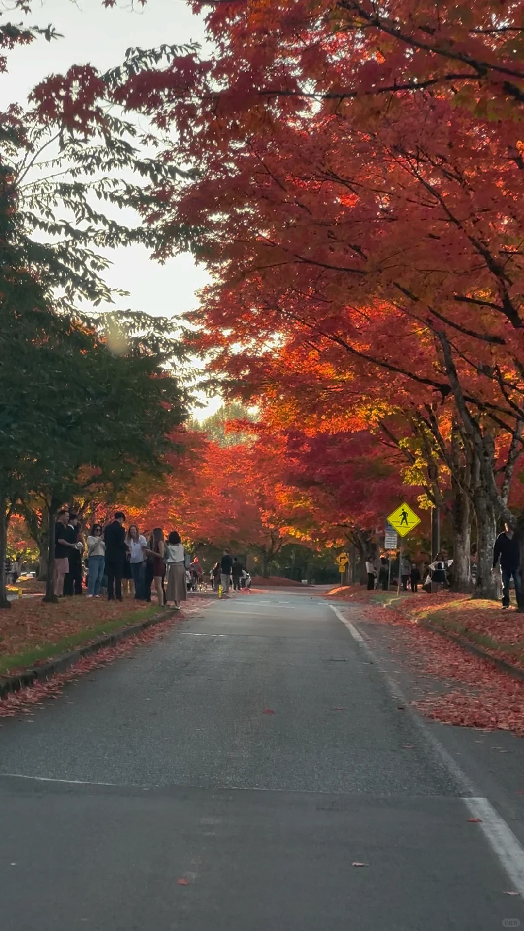 North Seattle Fall Foliage Photo Hotspot