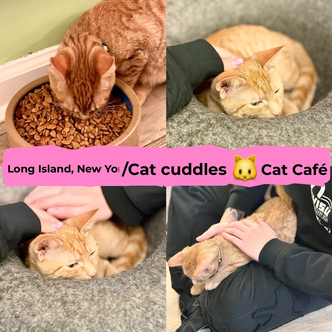 Long Island, New York | Cat Café Adventures 🐱 | A Day in the Life of a Cat Lover