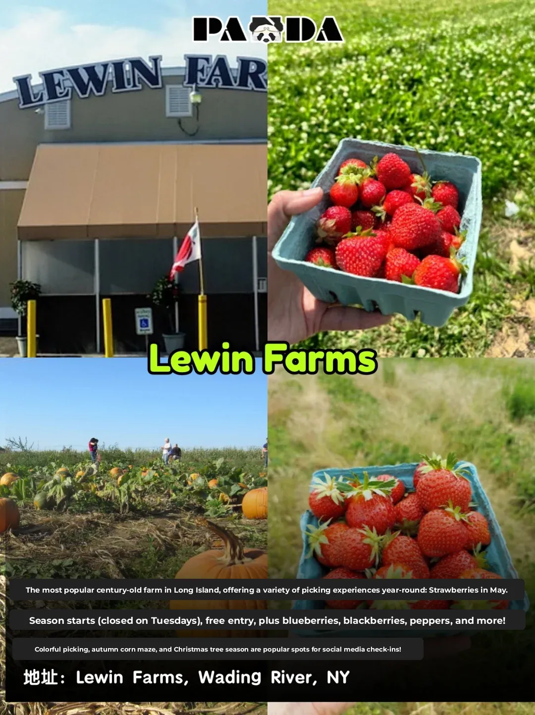 New York's Best Strawberry Picking Farms in May | Perfect Weekend Getaway!