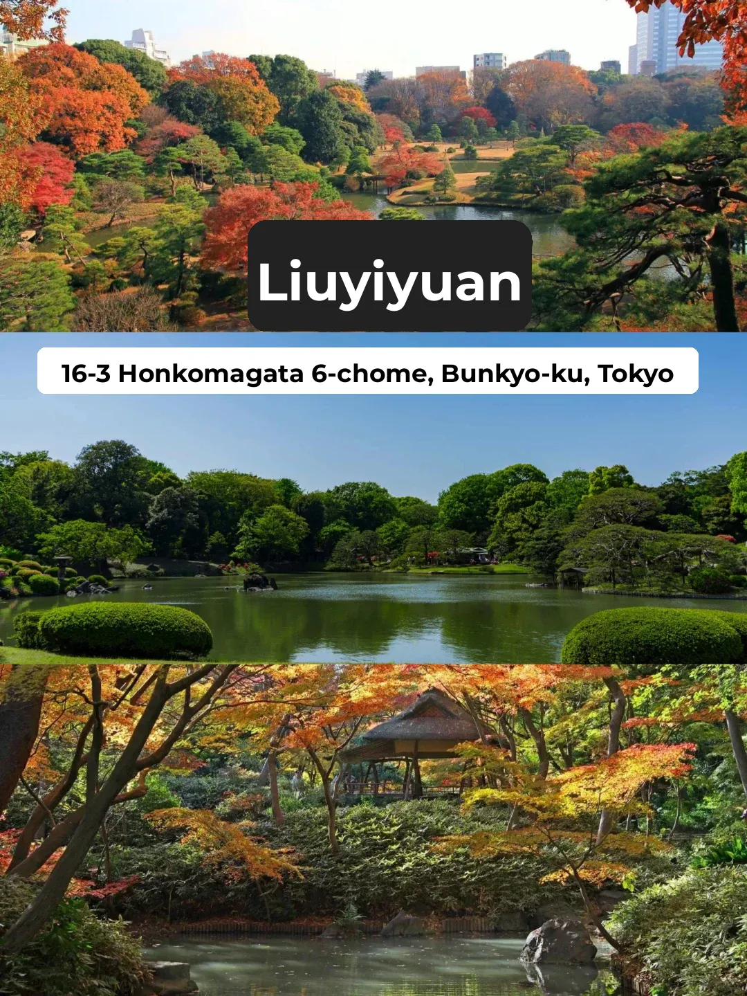 Here are a few spots to see autumn leaves without leaving Tokyo