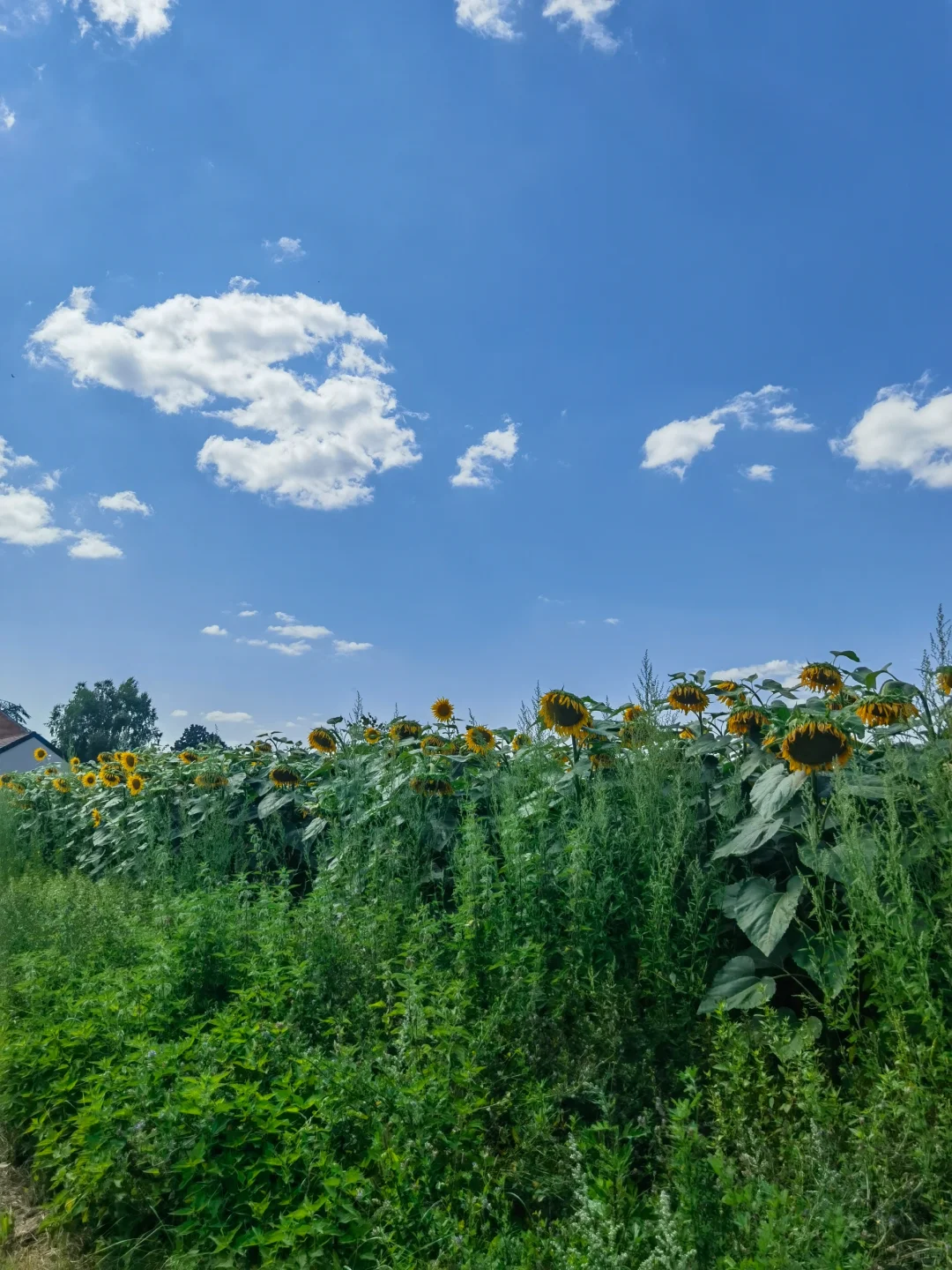 Here's the translation of the post title: