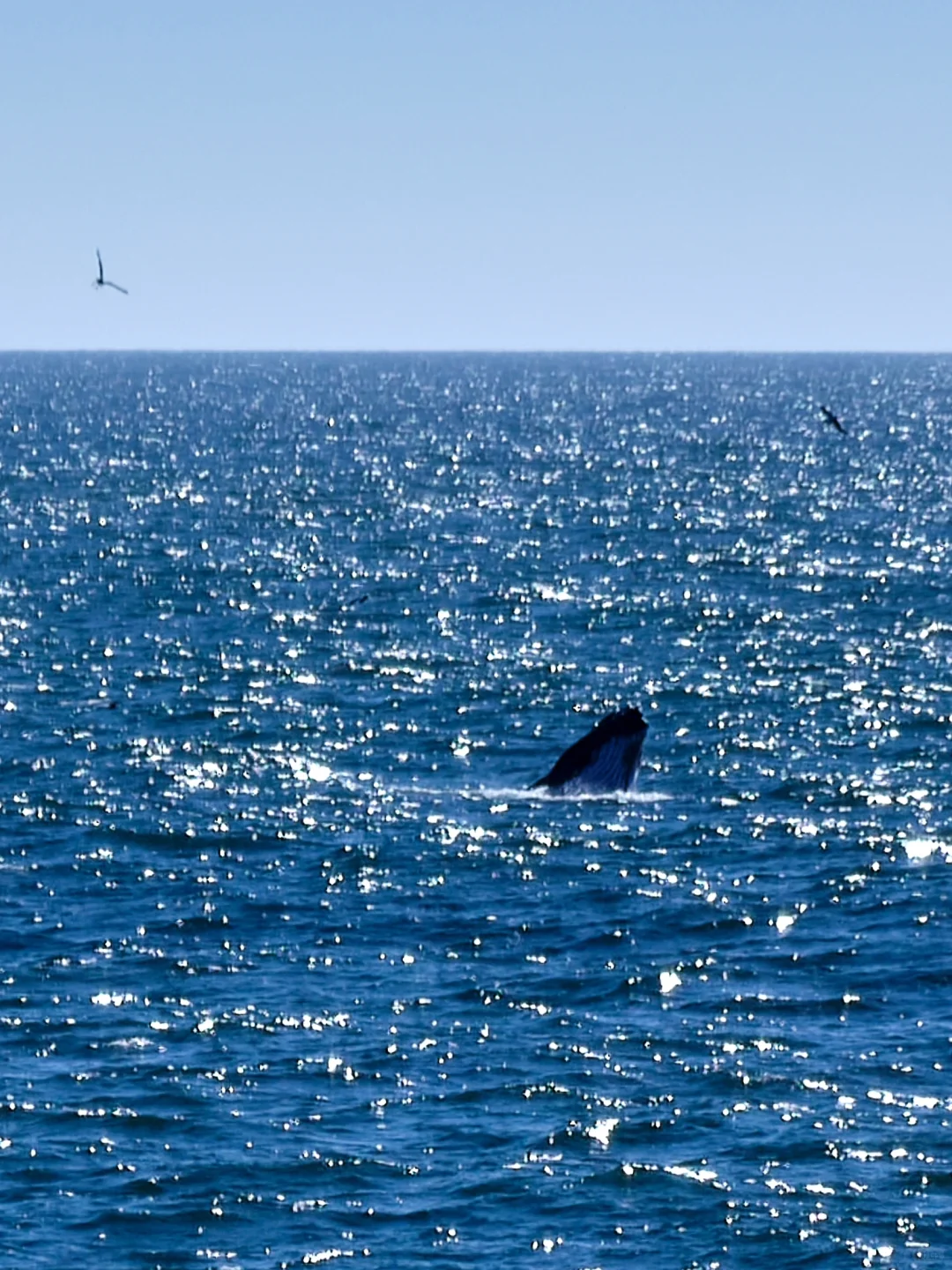 Whale Watching Fun for Families Right at Your Doorstep