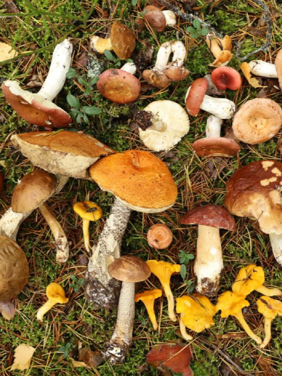 🇫🇷 Weekend Mushroom Picking Guide + Forest Hiking + Autumn Appreciation