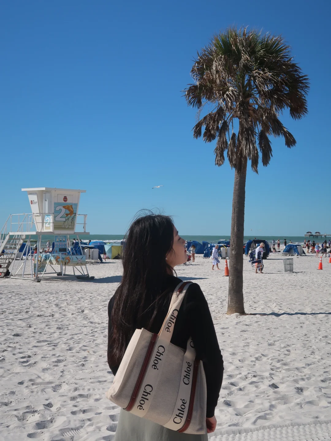 Spotted Dolphins in Clearwater 🐬
