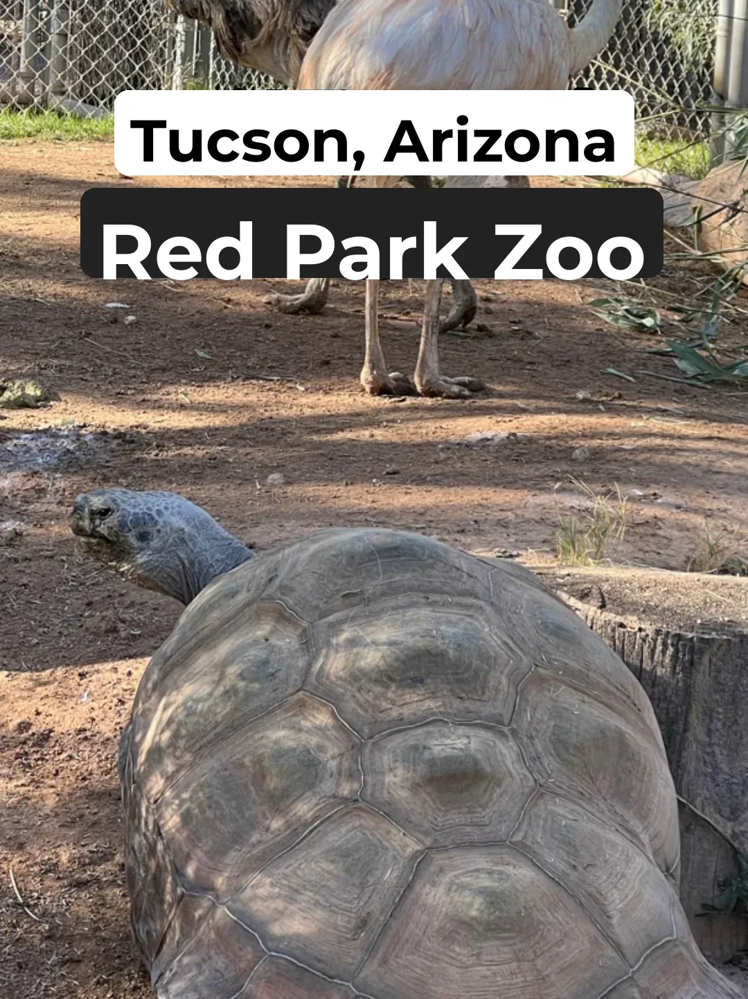 Zoo in the Vast Desert