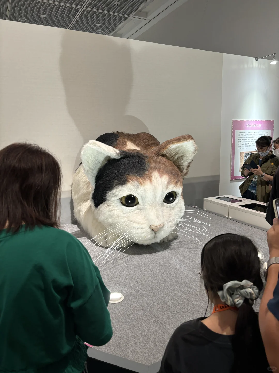 🇯🇵 Osaka · Cat Expo