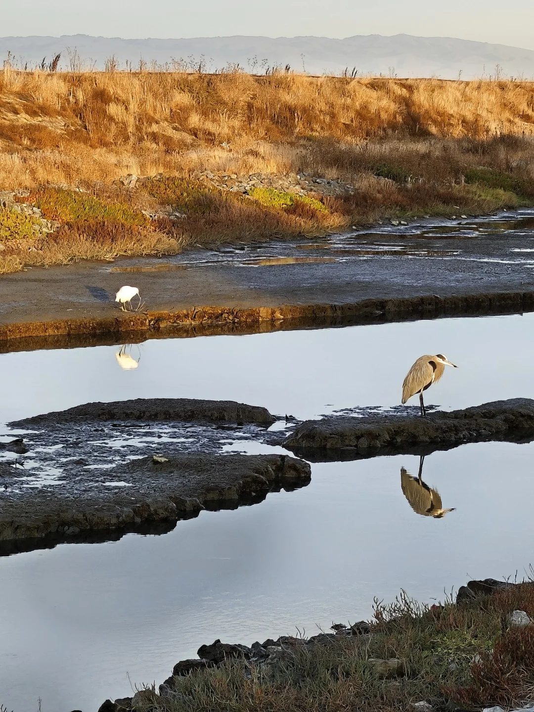 Hiking Through the Wetlands Next to a Residential Area in Redwood City, San Francisco Bay Area, California, USA