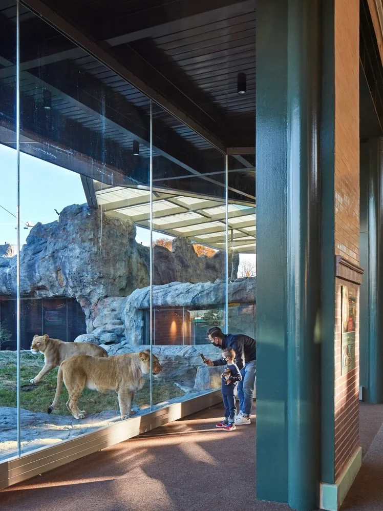 Architectural Design | Nose-to-Nose at Lincoln Park Zoo's Lion House