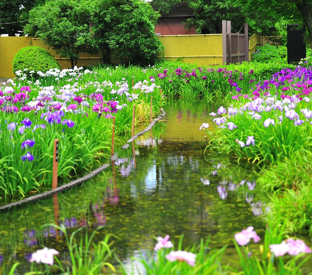 A Monet-esque Garden: The Iris Garden at Osaka Castle North Park