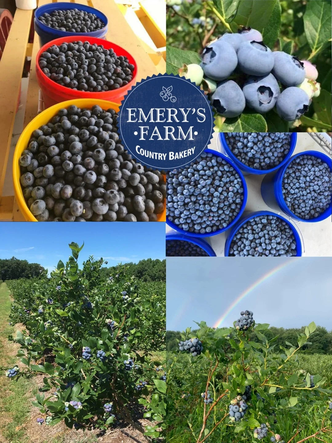 2024 NYC Cherry Picking Season 🍒 Top-Rated Farms Roundup (Part 1)