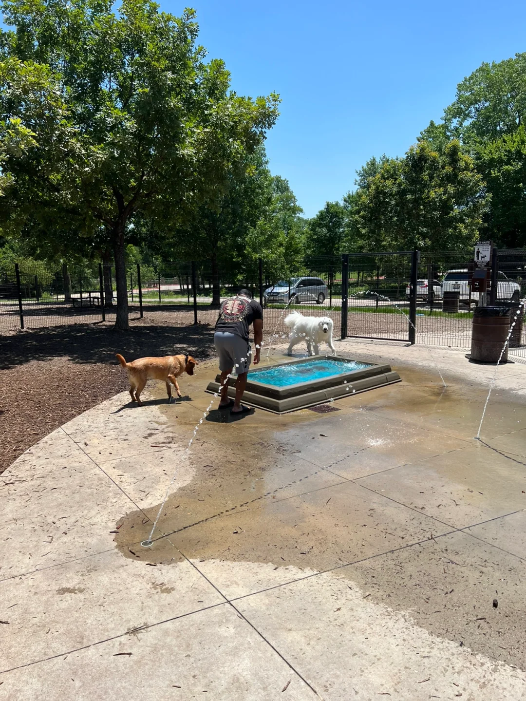 Best Spots for a Weekend Splash with Your Pup in Dallas