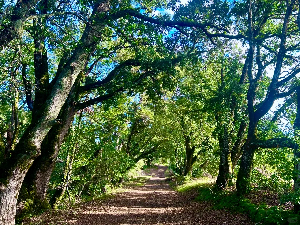 Monte Bello | Springtime on a Hidden Gem Hiking Trail in the Bay Area