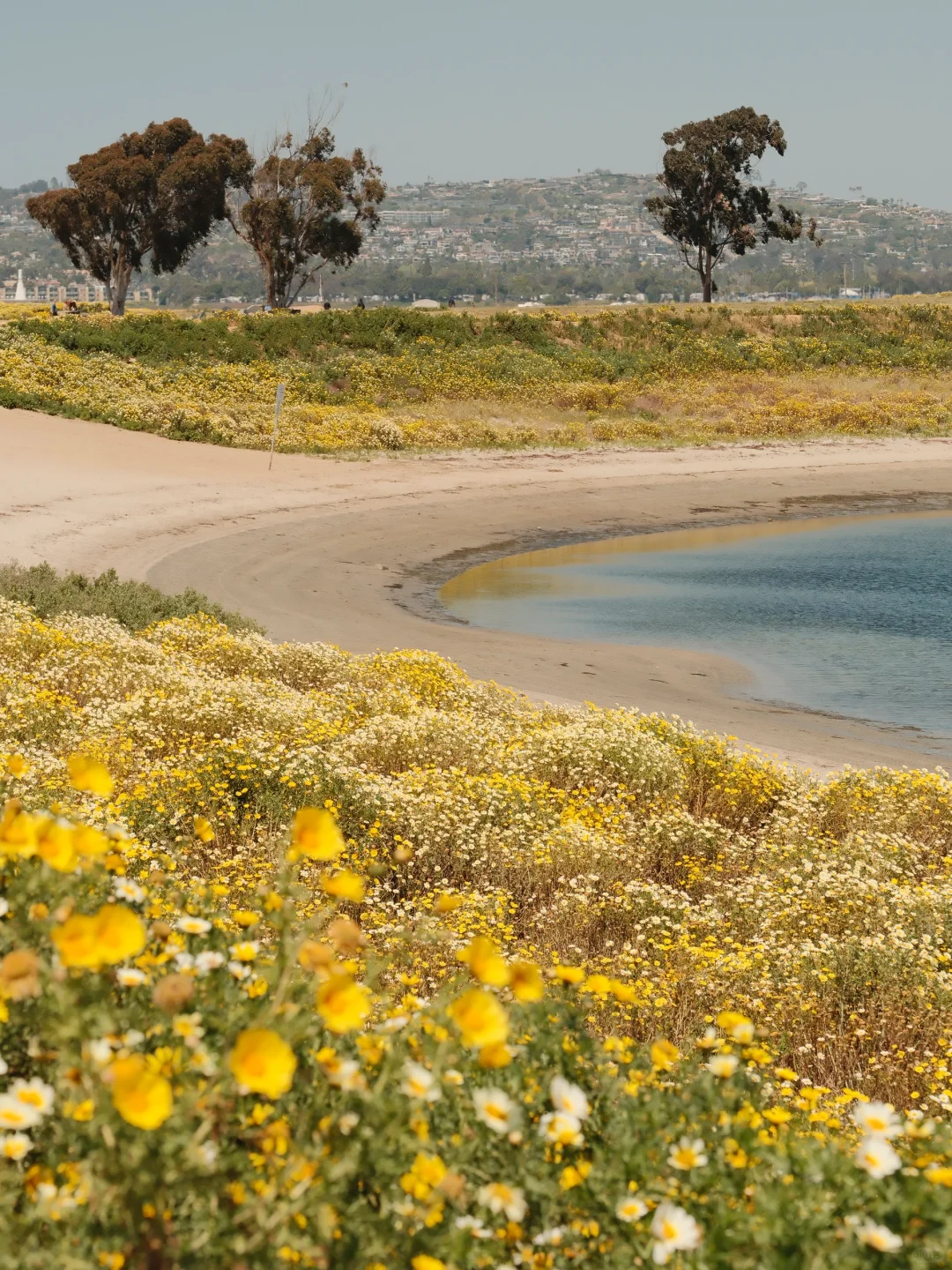 Fujifilm｜🌼 A Sea of Daisies