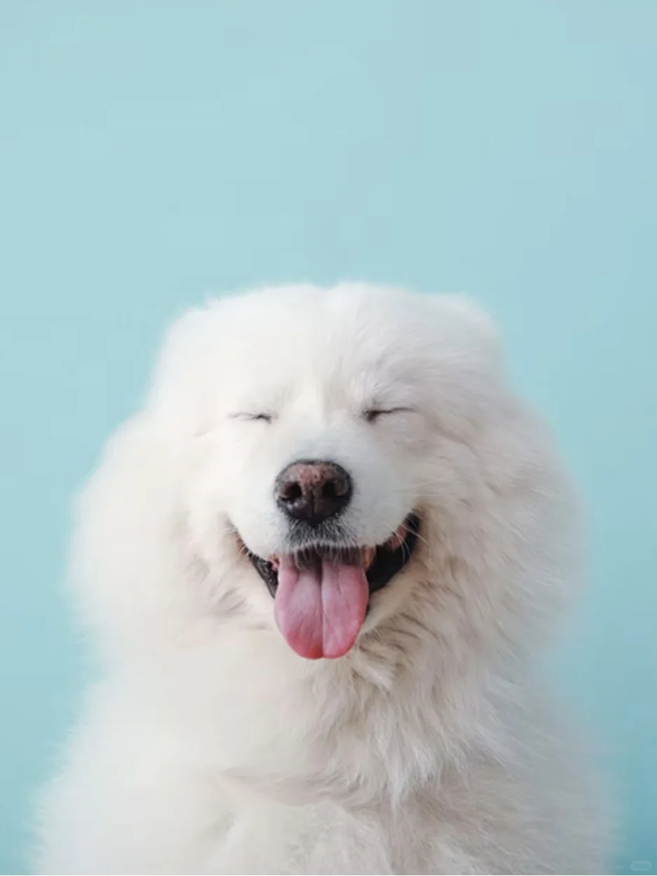 Travel Worry-Free, Pets Stay Here 🐾 Paws VIP Pet Hotel