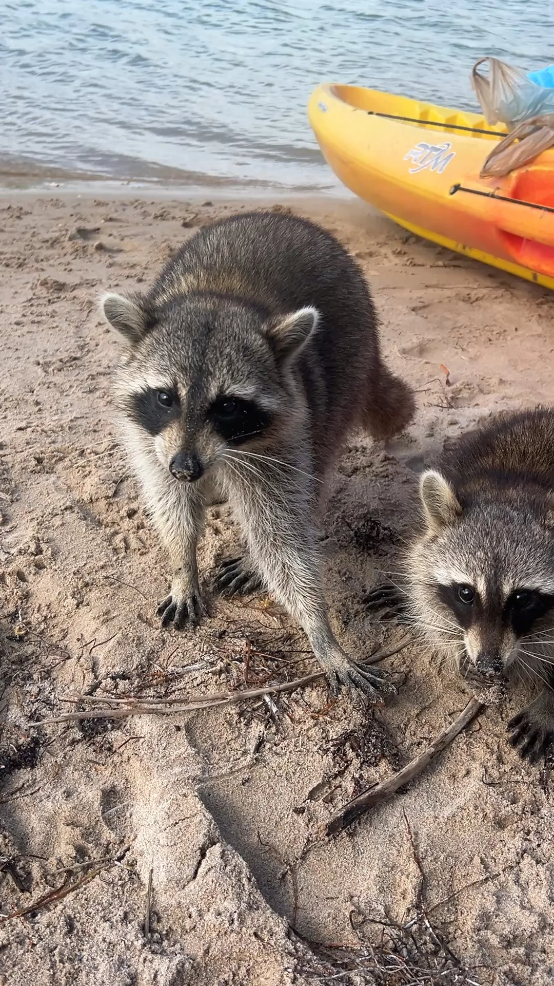 Getting Robbed by a Raccoon in Miami 🦝