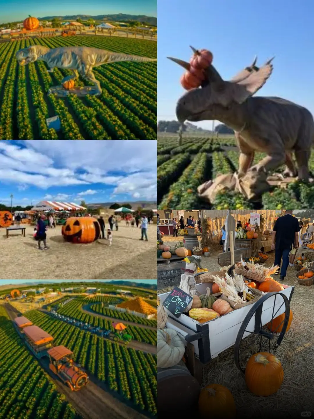 Bay Area Students' Halloween Guide: Pumpkin Patches & Haunted Houses Roundup ✅