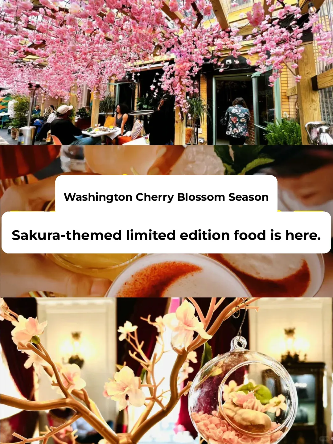 DMV｜Limited-Time Cherry Blossom Season Eats in Washington, DC