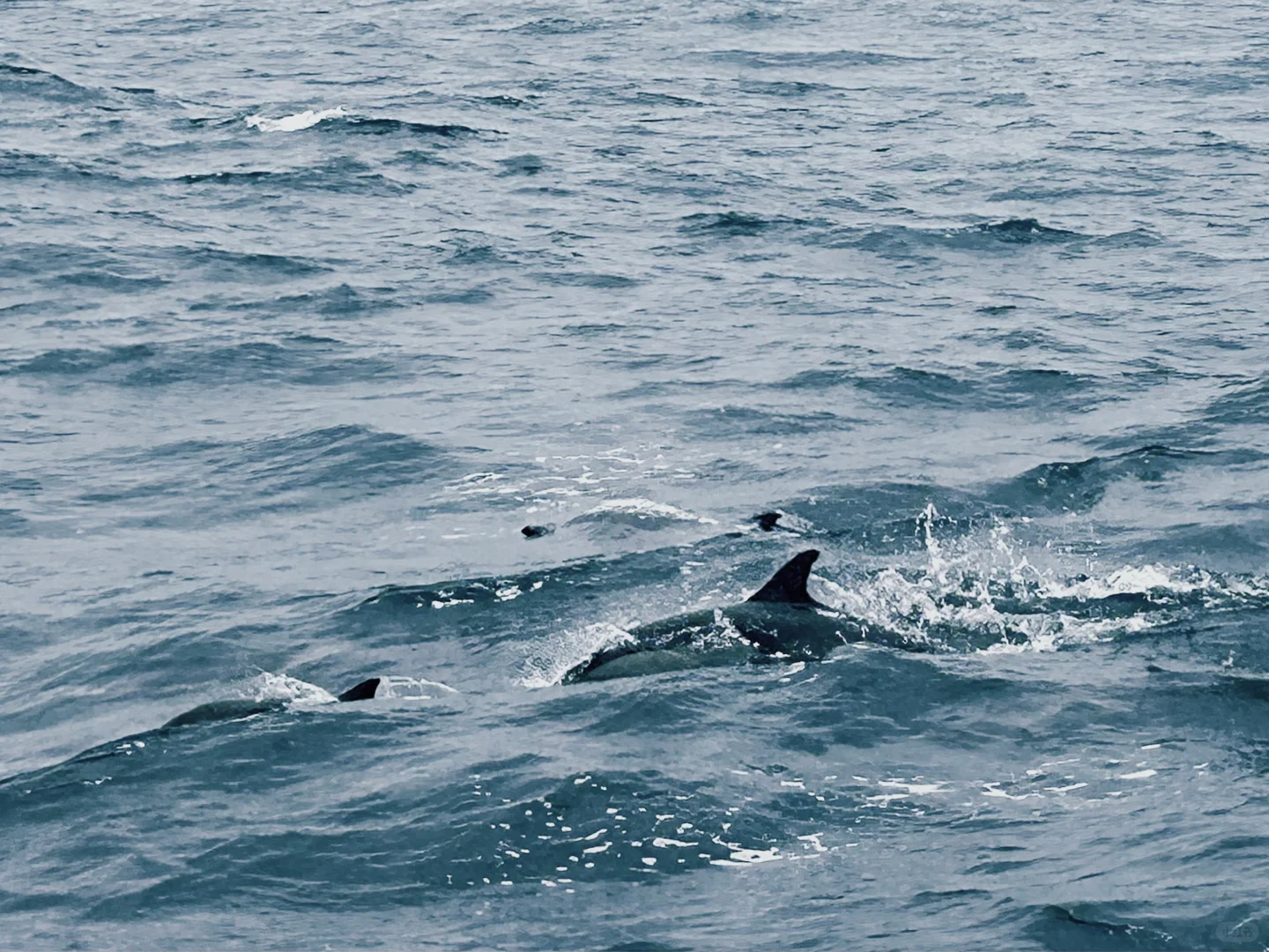 California Memoirs: A Whale Watching Guide (Failed Edition)