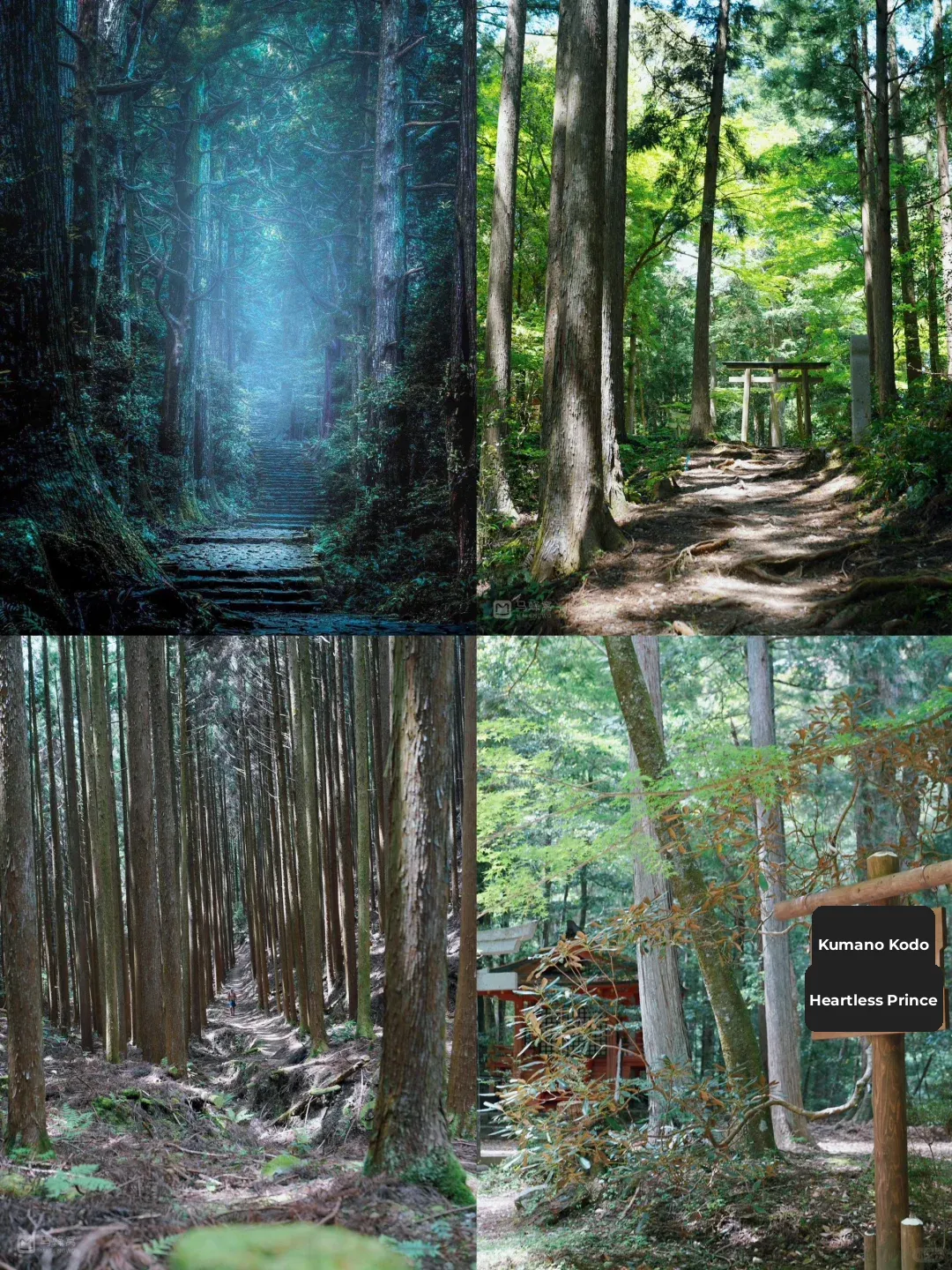 Hidden Gem in Kansai: Wakayama / Stunning Scenery & Fun Activities ❗ Perfect Off-the-Beaten-Path Destination