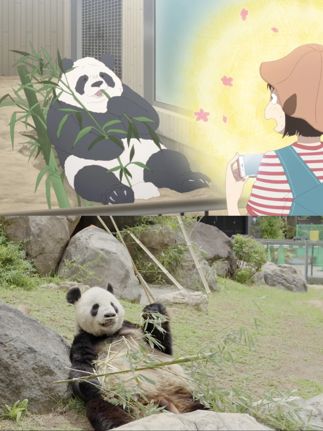 Leaping Youth: Join Xiao Mei and Shima on a Zoo Date! 🐼