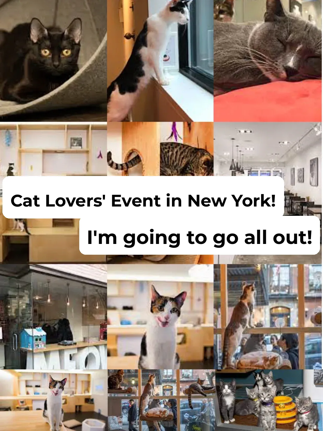 NYC Cat Lovers Unite!! I'm Gonna Pet Them All to Baldness!!