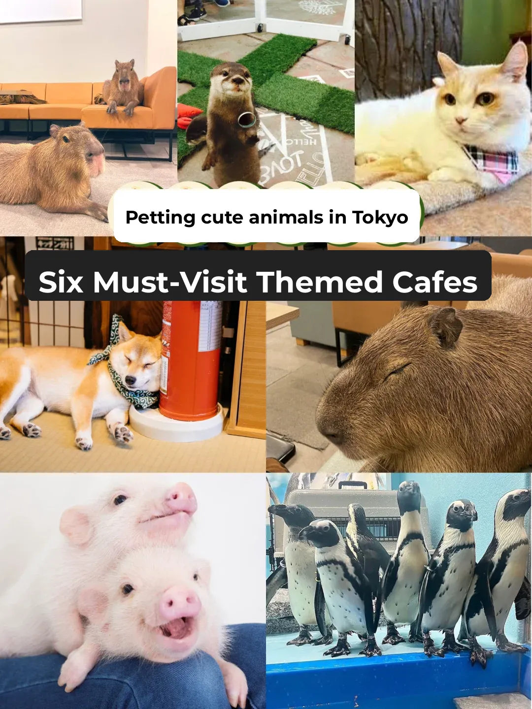 Six Hidden Gems ✅ Tokyo Animal-Themed Cafes