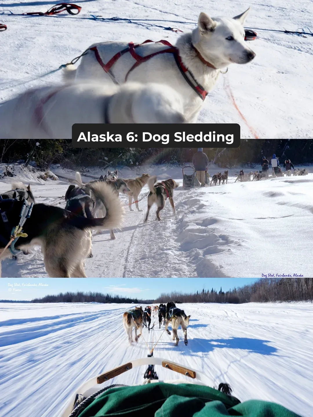 Alaska 6 | Everything You Need to Know About Sled Dog Activities
