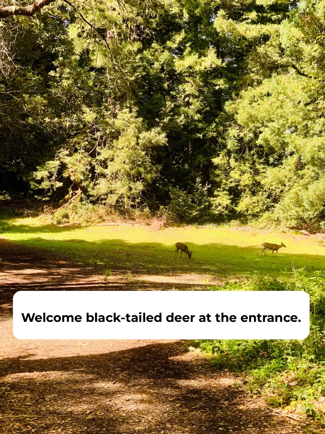 More Rugged Purisima Hiking in the Bay Area