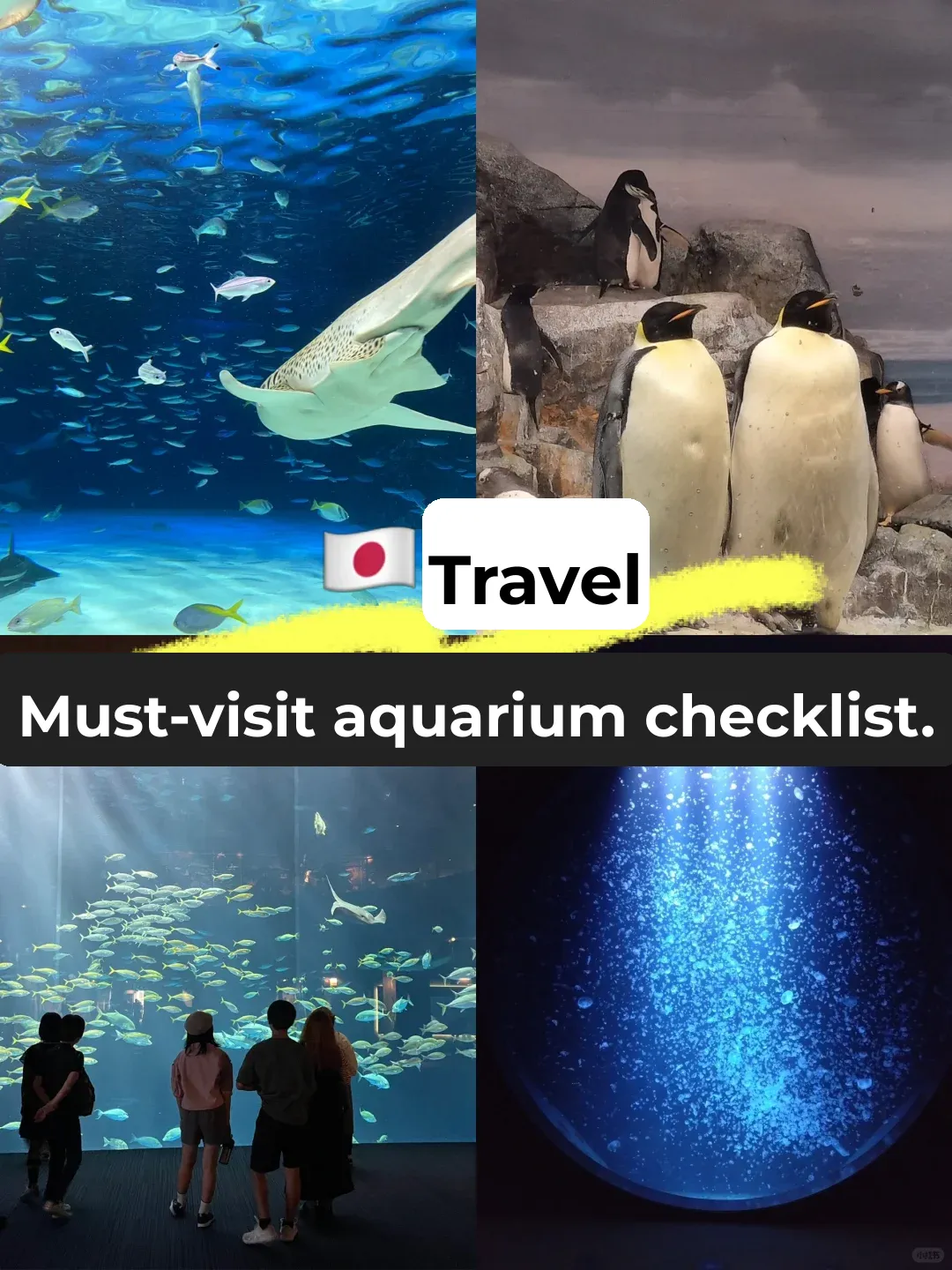 🇯🇵 Travel Guide | Must-Visit Aquariums in Japan ❣️