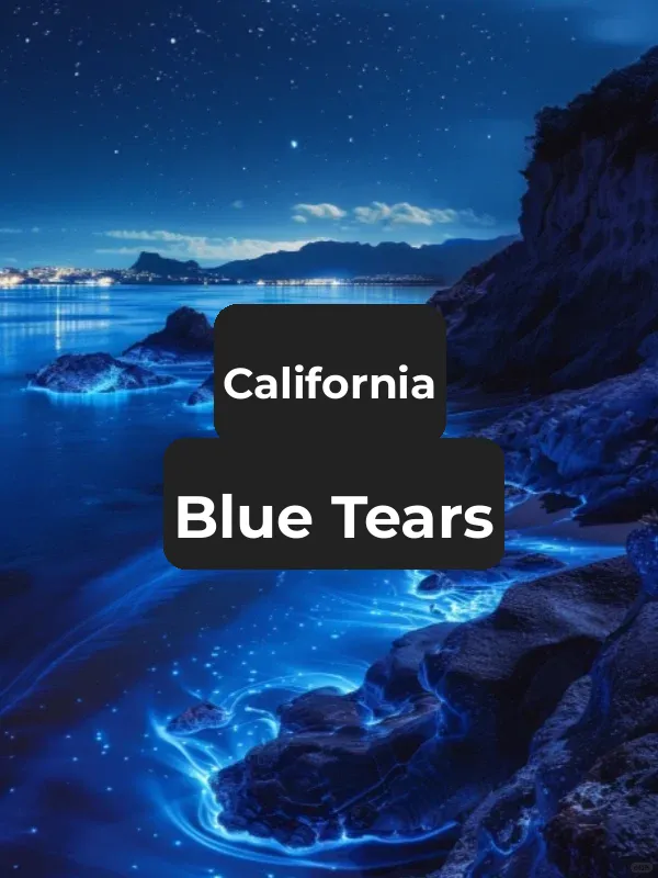 Southern California's Blue Tears Are Here! Complete Guide Included!
