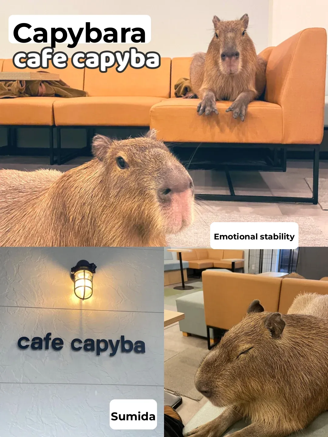 Six Hidden Gems ✅ Tokyo Animal-Themed Cafes