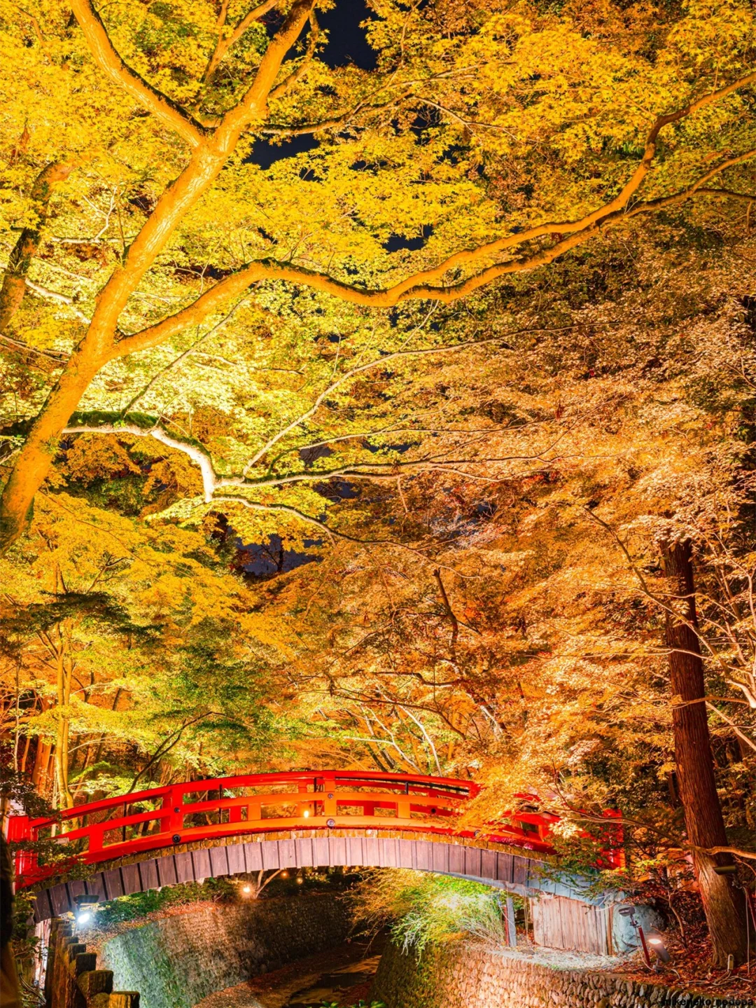 Kyoto Maple Illumination Roundup: Hoping Everyone Coming to Japan in November Gets to See This!