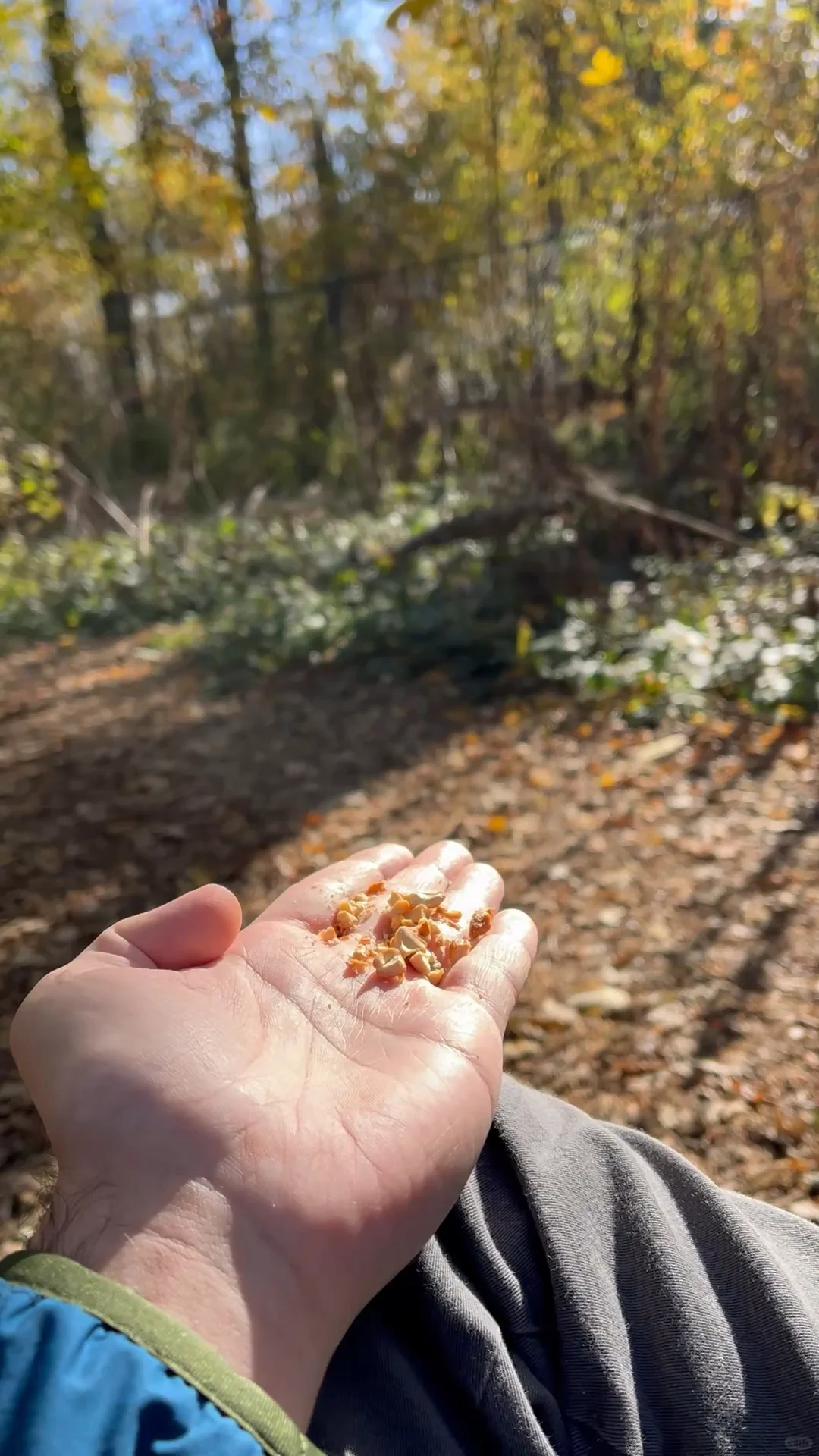 A Beautiful Woodpecker