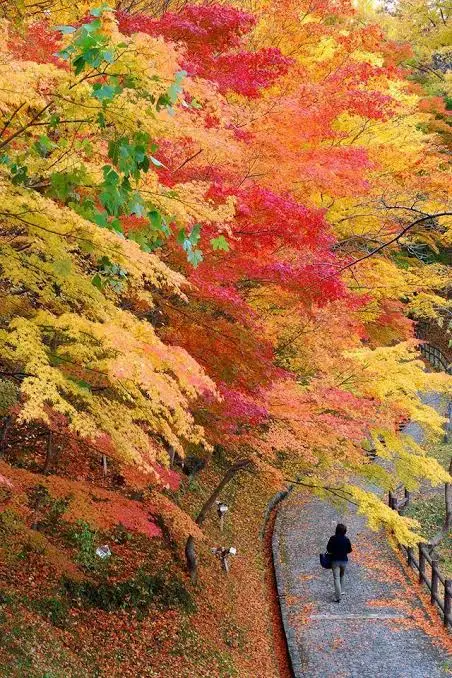 Tokyo Musashino Park 🍁 Prime Maple Viewing Spot! ❗️