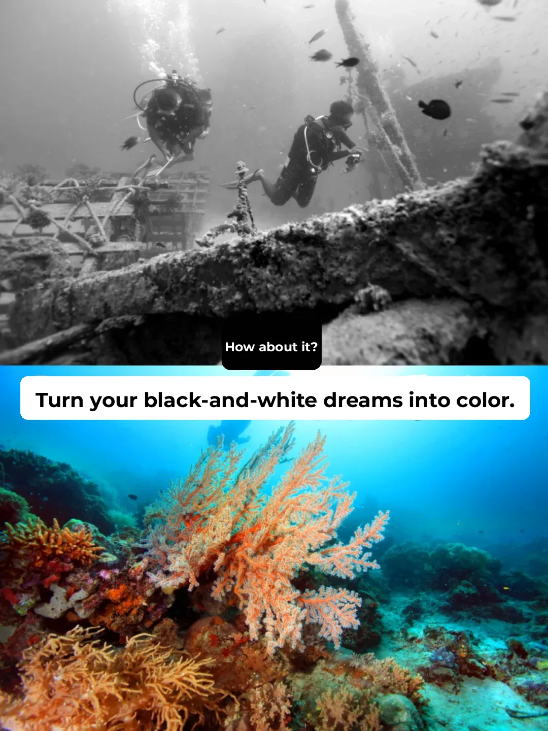 Miami Coral Diving: Open Water Certification | Witness Your Deep Blue Dreams