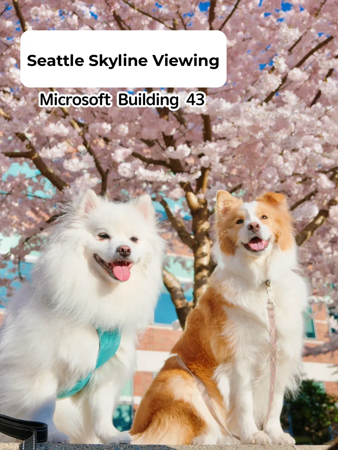 Best Spots for Cherry Blossom Viewing in East Seattle This Spring 🌸 | Every Shot is a Paw-some Pic