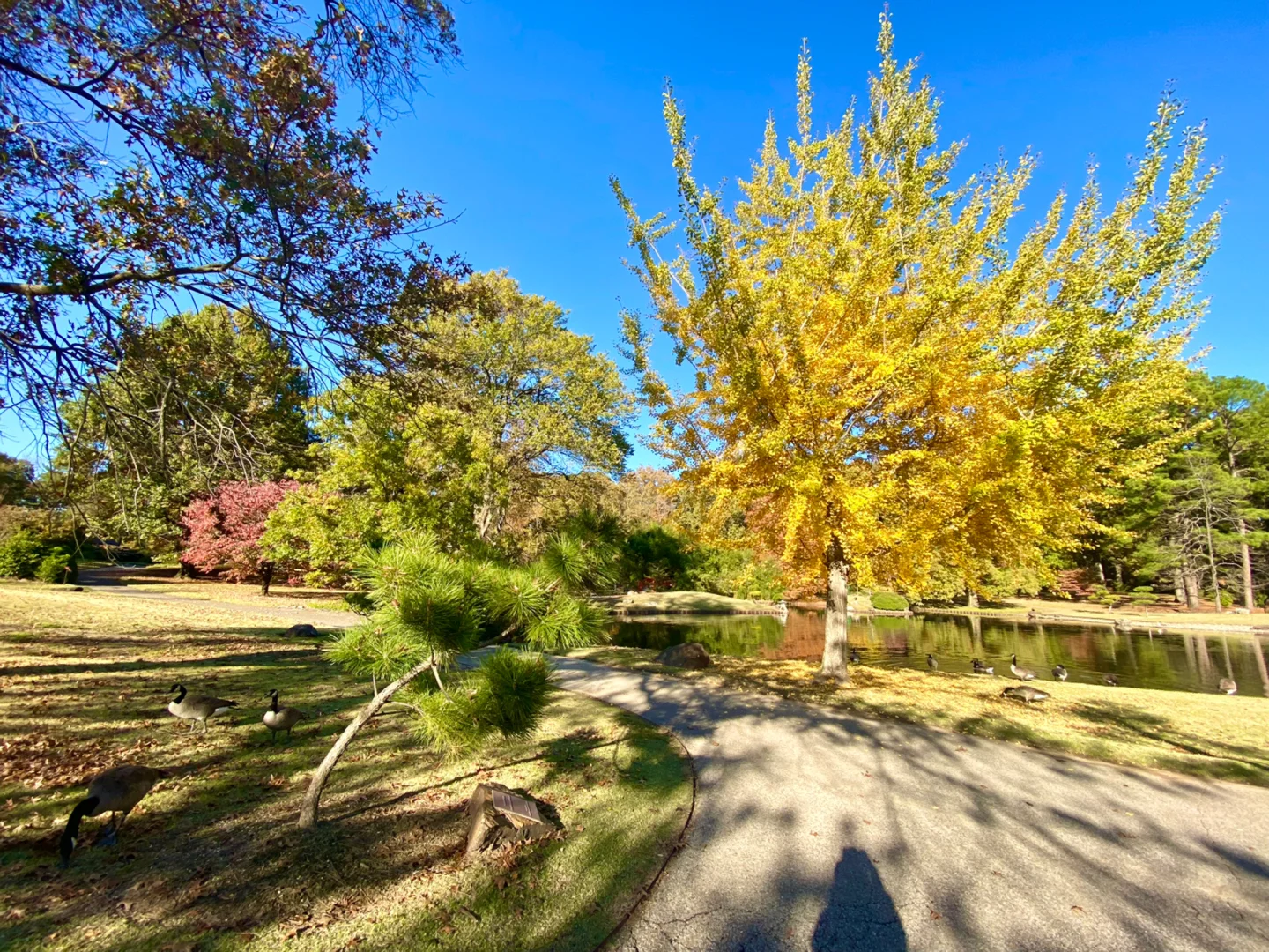 Memphis Botanic Garden in Late Autumn❕