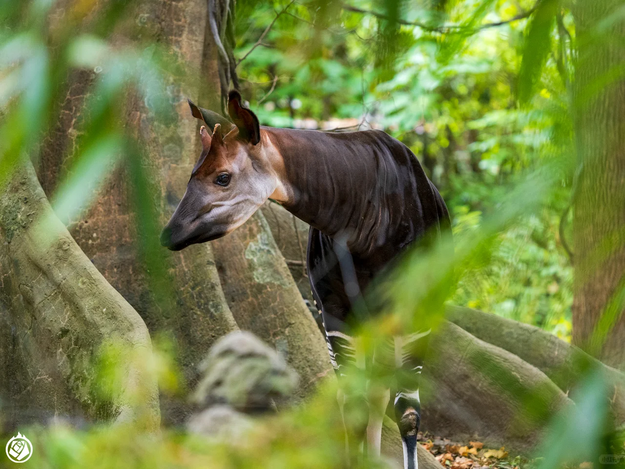 A Single Pavilion: Unveiling the True Essence of a World-Class Zoo