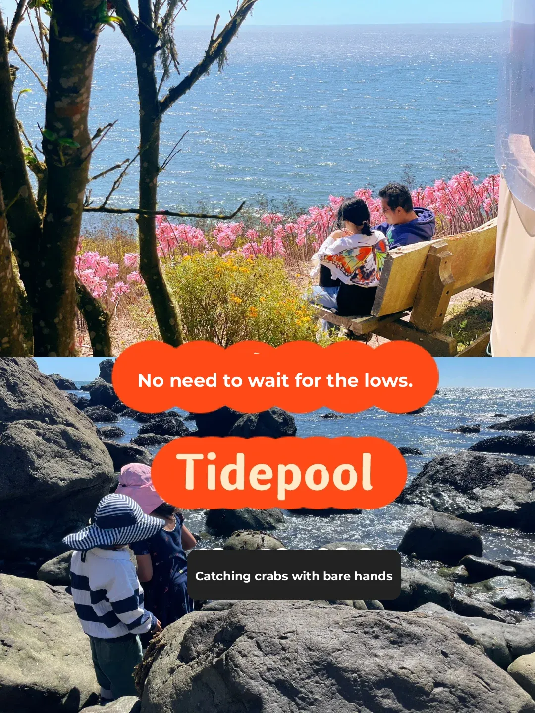 Bay Area Family Fun | Ultimate Coastal Farm & Tide Pool Adventure