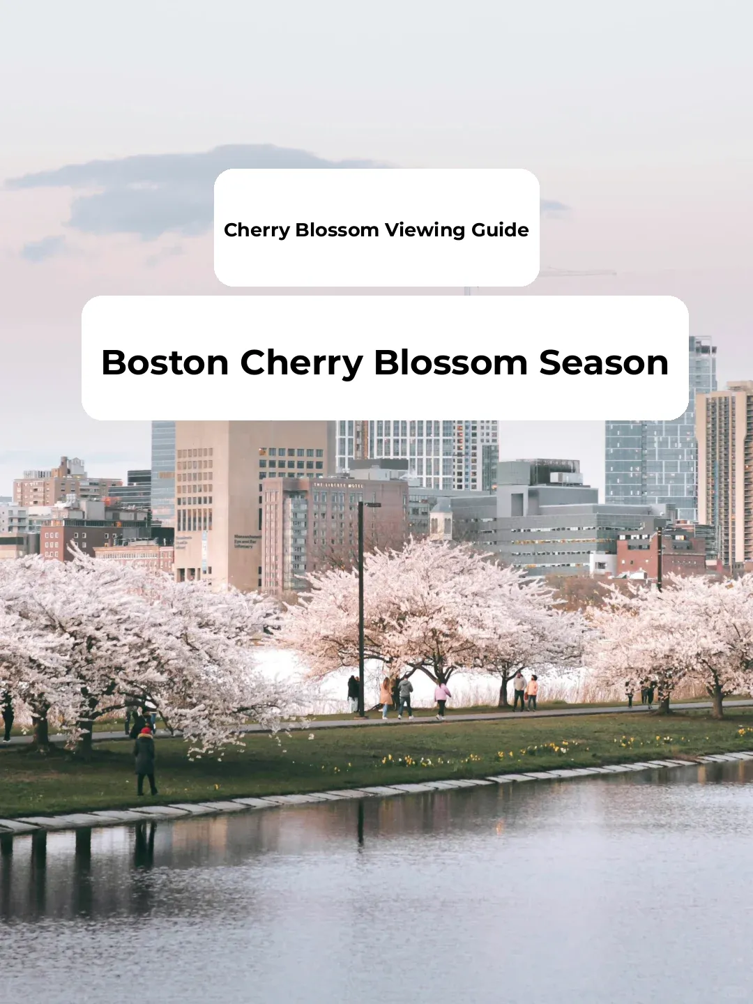 🌸 Boston Cherry Blossom Season | Ultimate Sakura Viewing Guide 🌸
