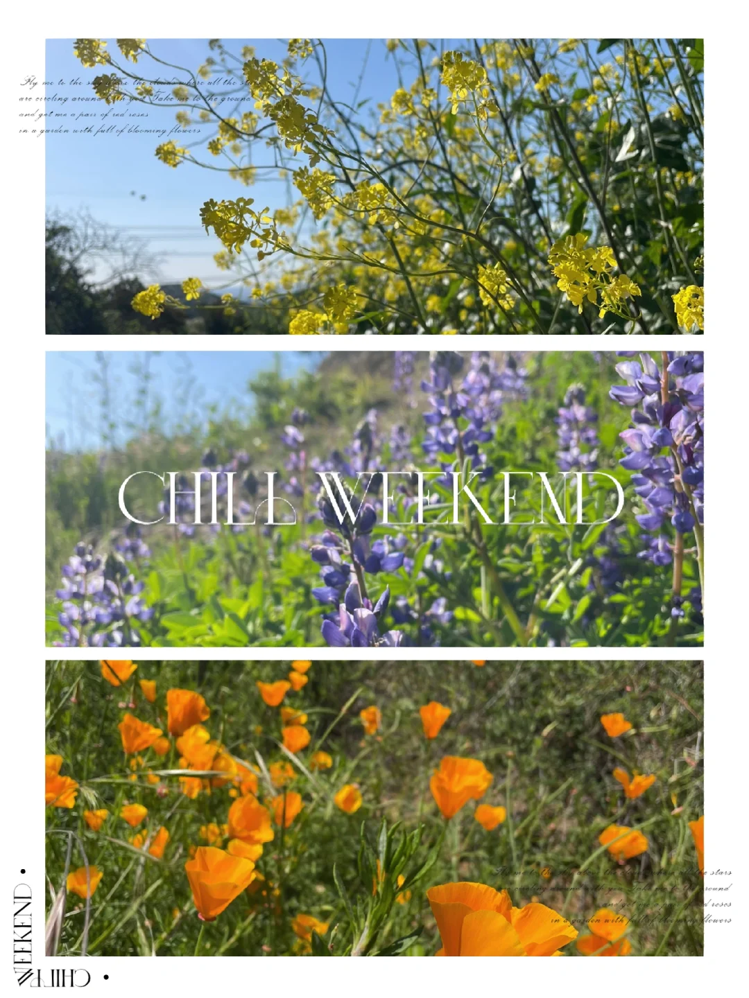 Hidden Flower-Spotting Routes in Los Angeles 2