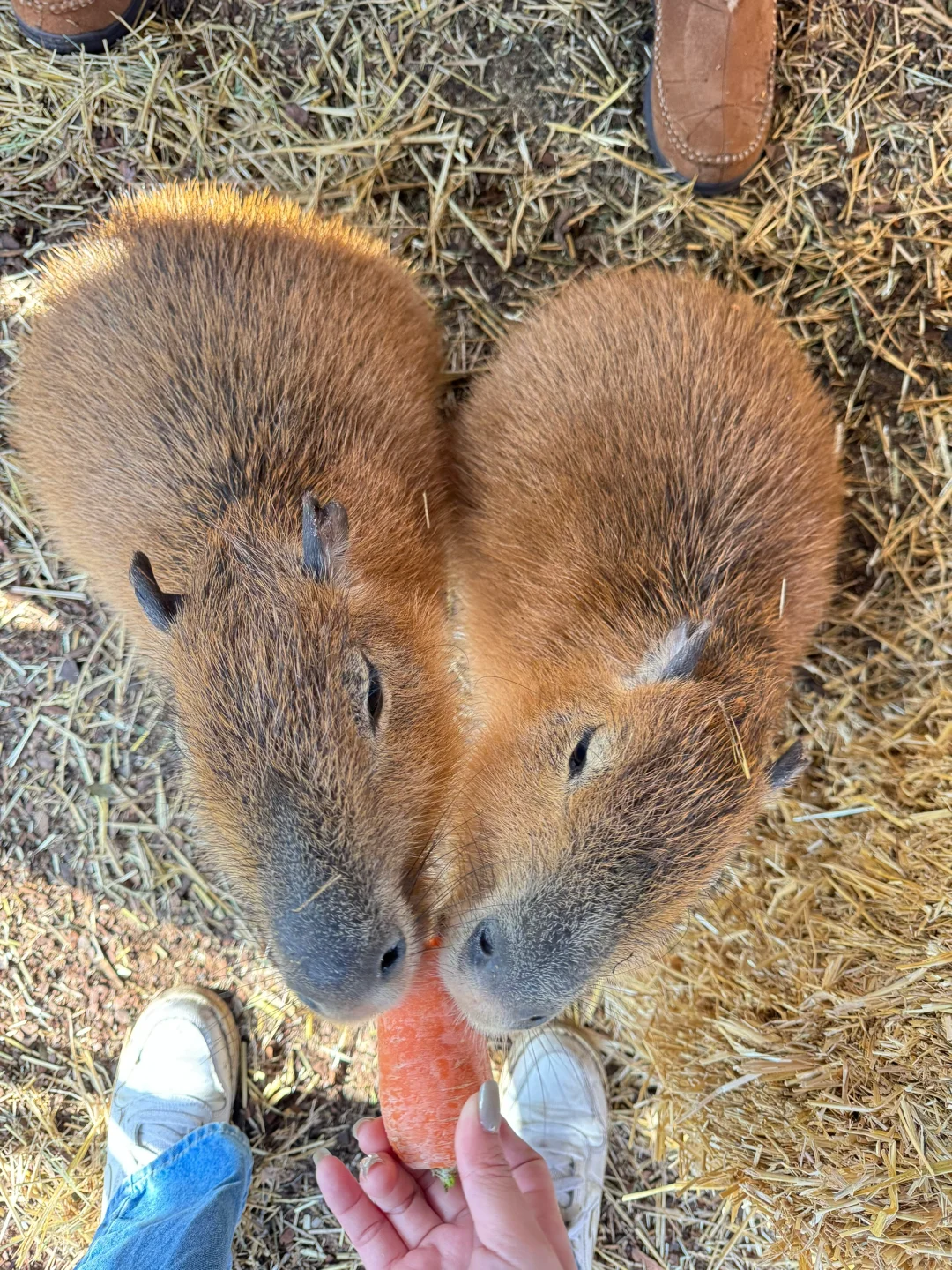 Dallas Weekend | Who Doesn’t Love a Cuddly Capybara?