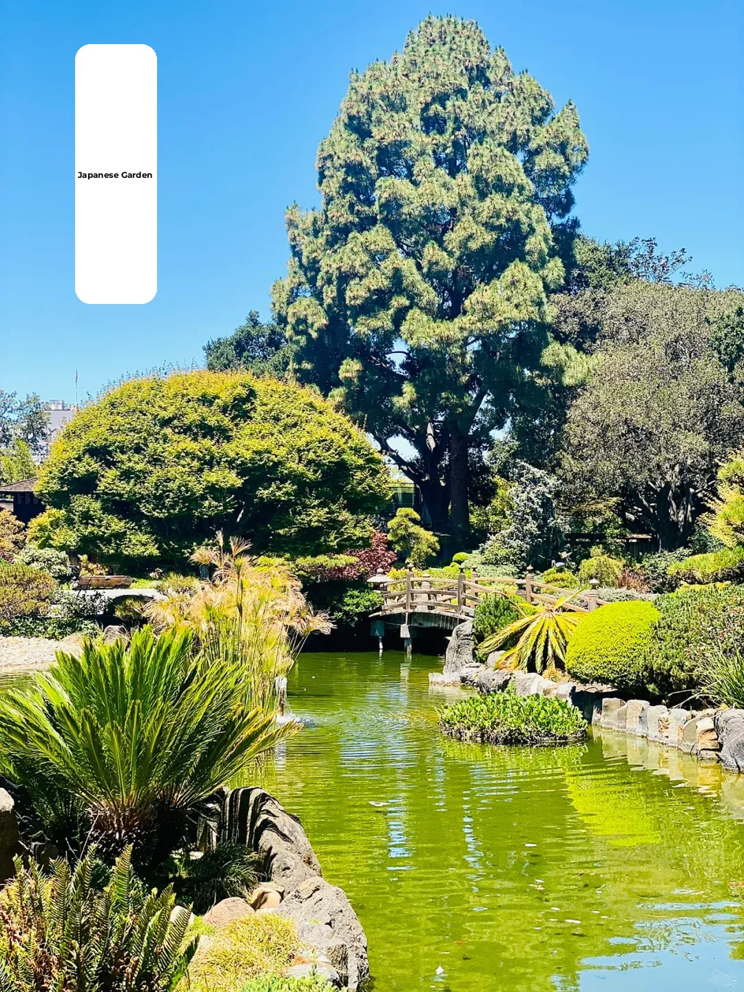 San Mateo Adventure • Japanese Garden ⛩ Seal Point Park 🌊 Coyote Point Park ⛱