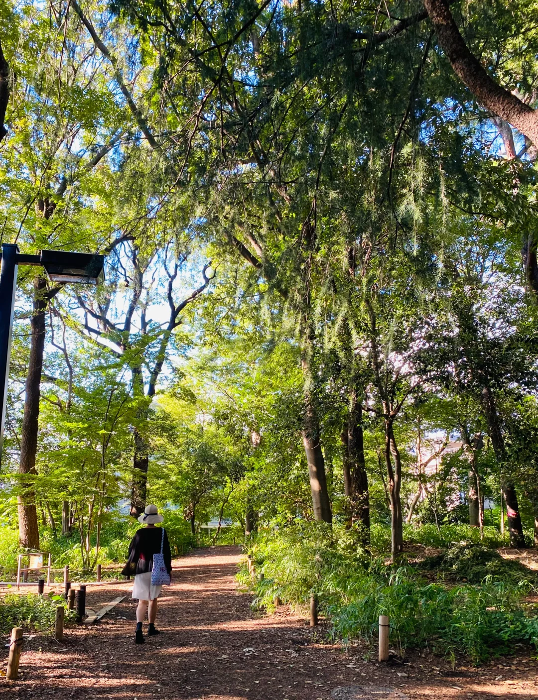 Life Hack: Make Sure to Hit Up the Free Forest Park in Tokyo
