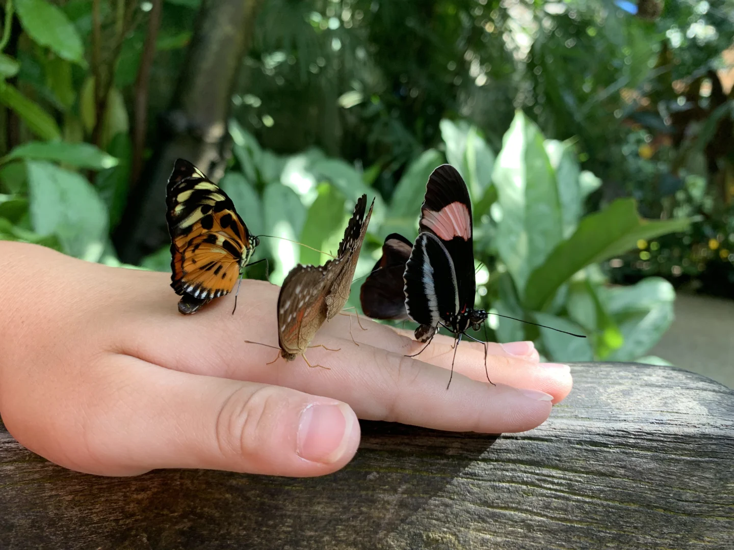 Essential Guide to Family-Friendly Leisure and Entertainment in RTP, North Carolina