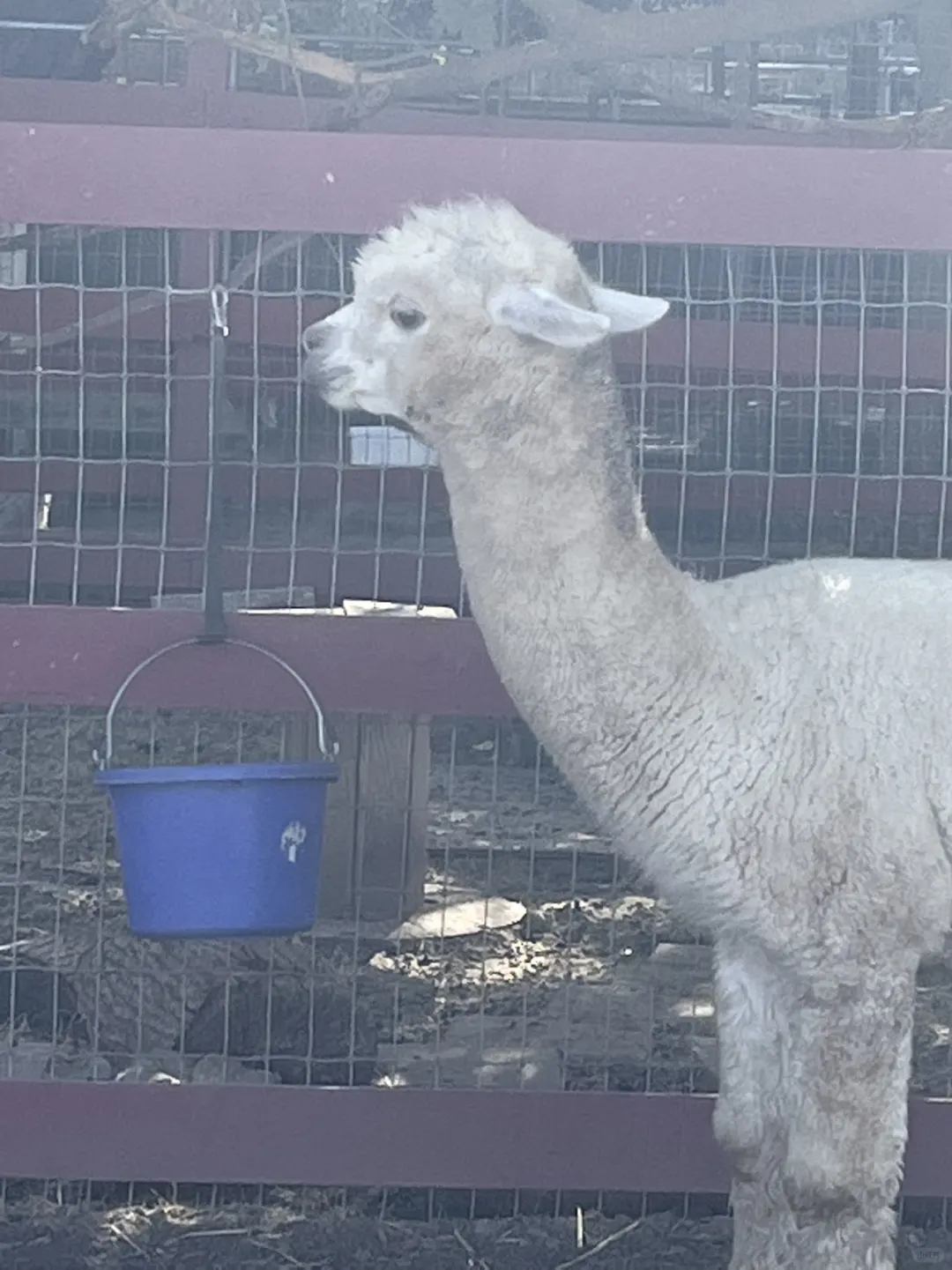 Bay Area's Little Animal Park: Perfect for Young Kids